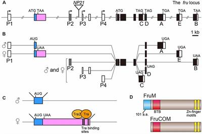 Sex Mysteries of the Fly Courtship Master Regulator Fruitless